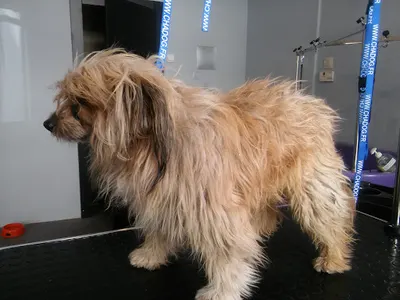 Doggy Style Salon Pielęgnacji Zwierząt Kielce